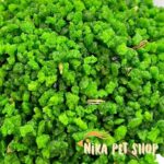 سبزیجات خشک مخصوص عروس هلندی آویس AVES TROPICAN | غذای مکمل گیاهی و طبیعی برای پرندگان زینتی